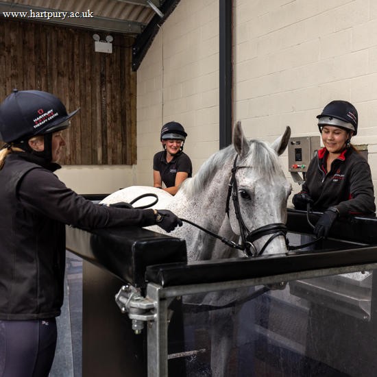 Aqua-Equine-Treadmill