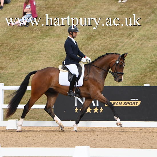 Bay Horse Trotting Around Dressage Arena