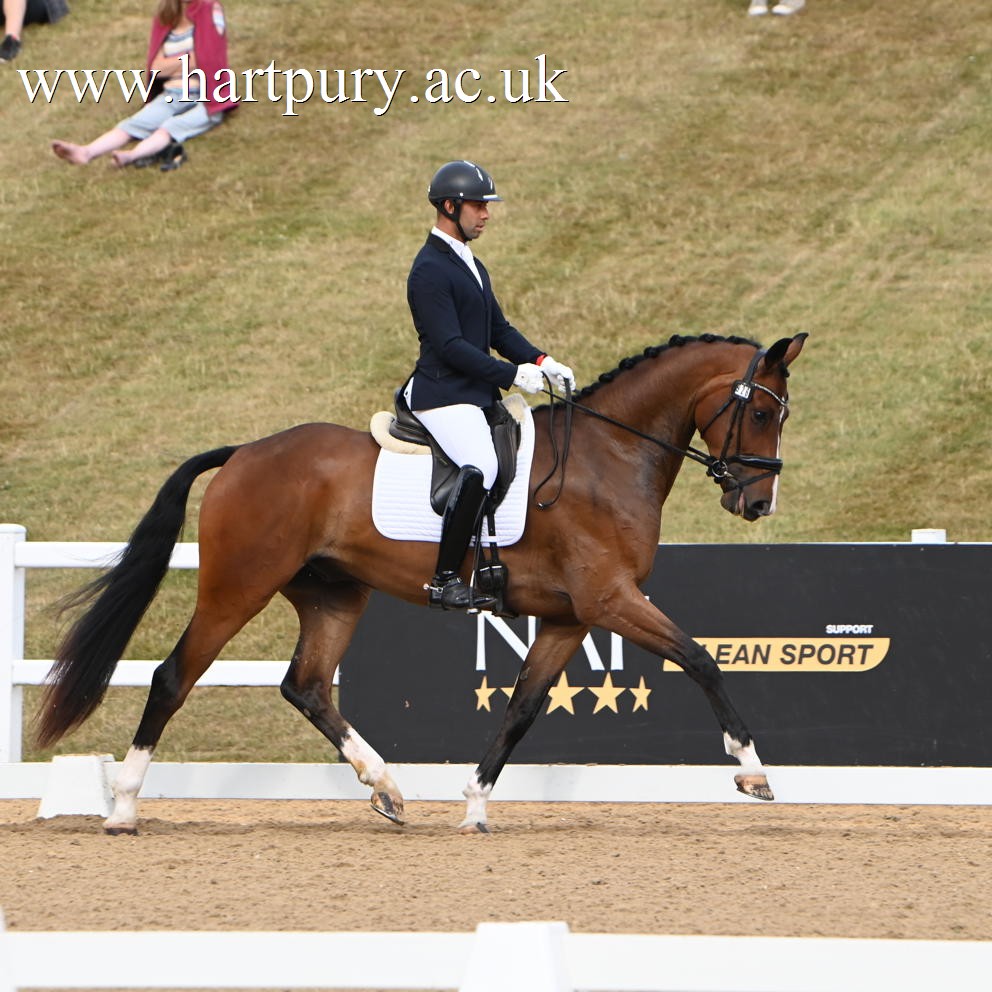 Bay Horse Trotting Around Dressage Arena
