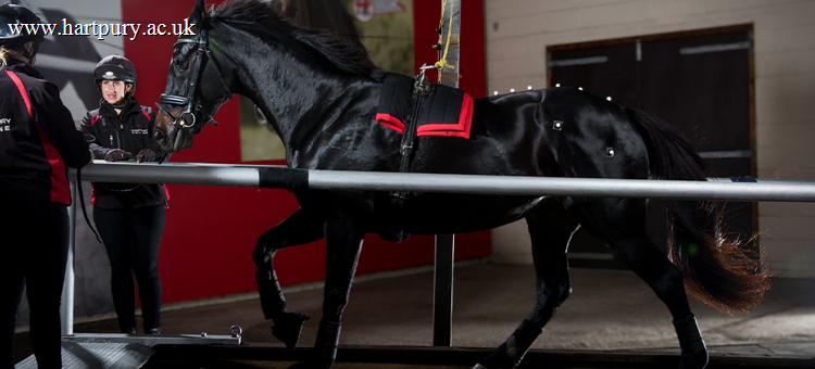 Bsc Hons Equine Performance And Rehabilitation