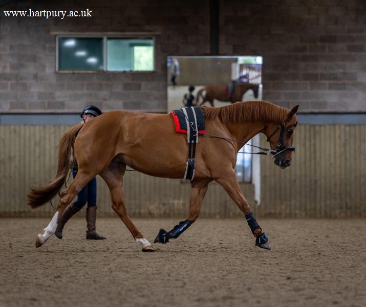 Chestnut Horse Being Lunged