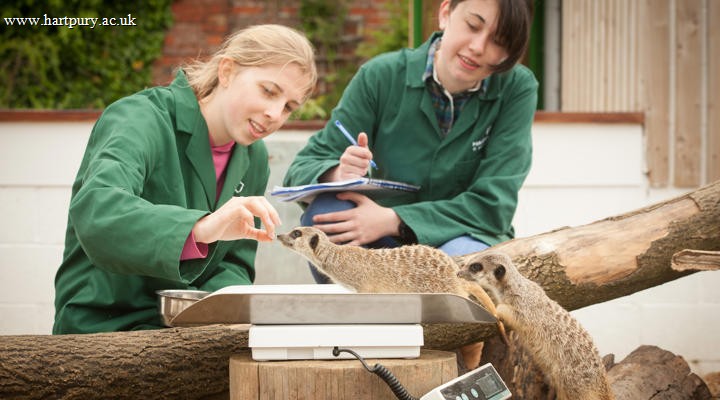 College Animal Meerkats