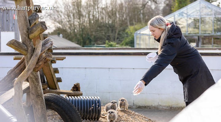 College Animal Student Feeding Meerkat