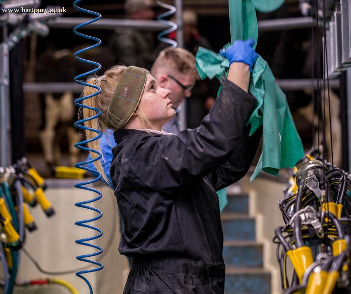 College Student In Milking Parlour