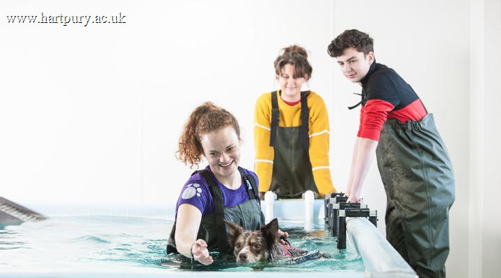 Cotswold Dog Spa Female And Dog In Pool