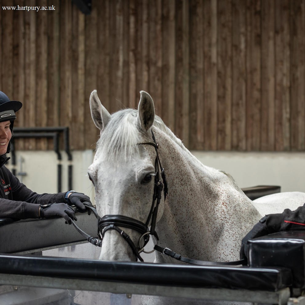 Grey Horse On Aqua Treadmill