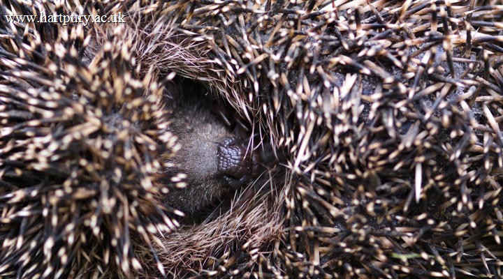 Hedgehog Sleep