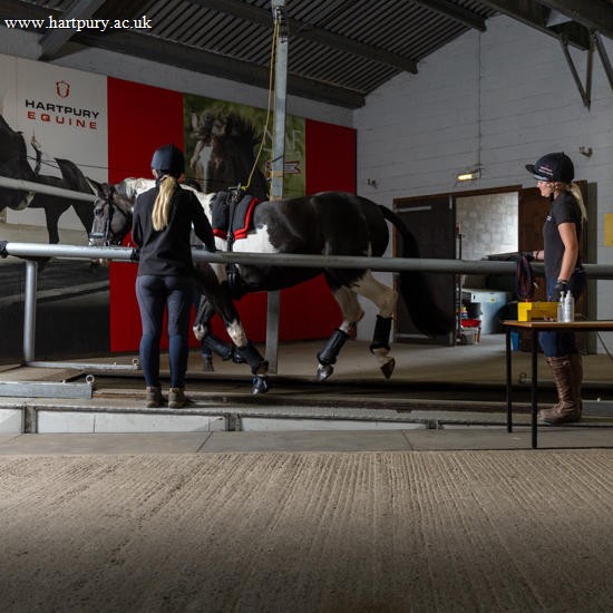 Horse Cantering On Treadmill