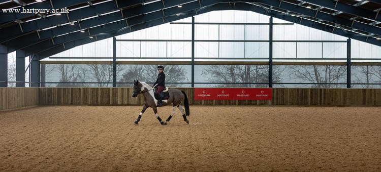 Horse In Arena