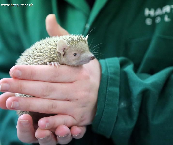 Level 2 Animal Care