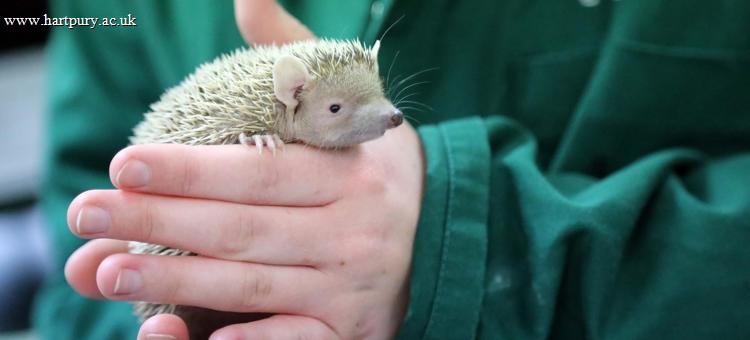 Level 2 Animal Care