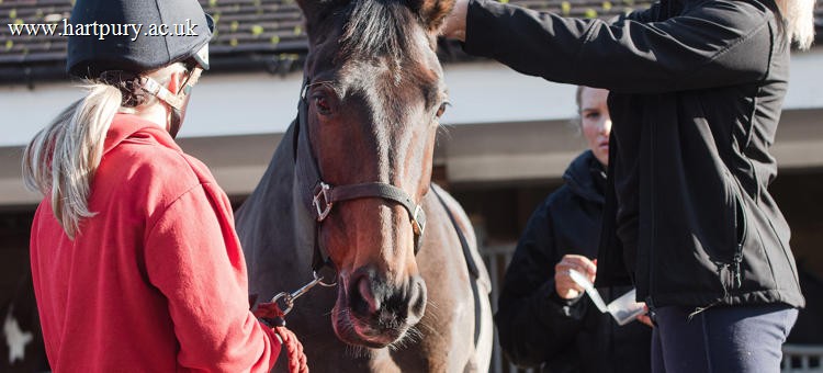 Level 3 Diploma Equine Management Equitation Non Riding
