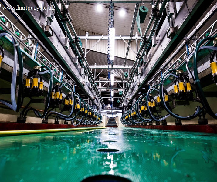 Milking Parlous Dairy
