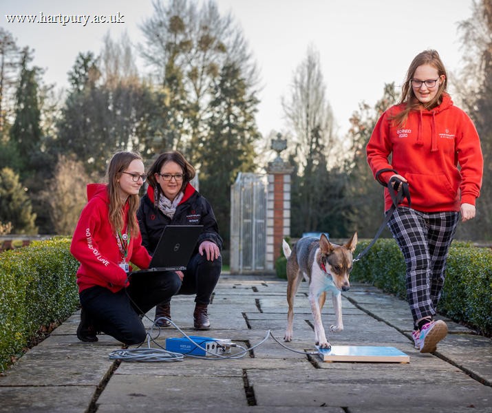Students And Lecturer Working With Dog And Canine Force Plate