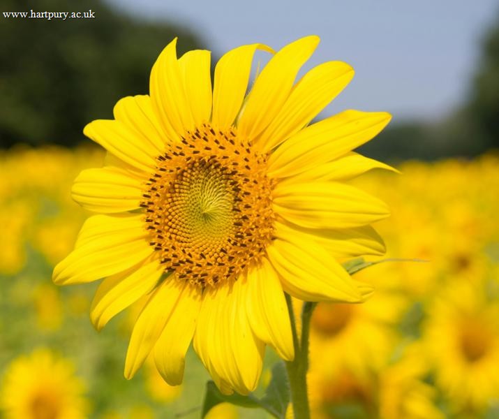 Sunflower In Sunshine